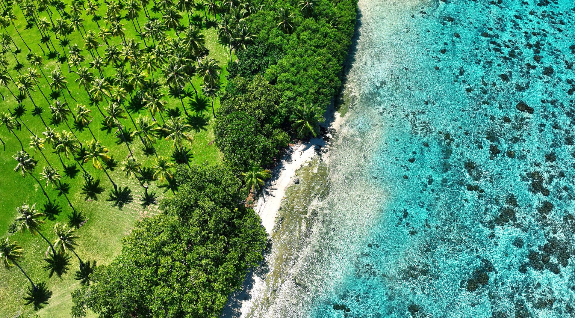 Image for Tahiti