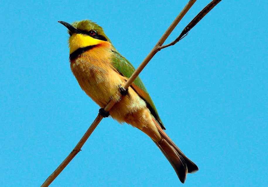 A little bee-eater bird perched on a branch