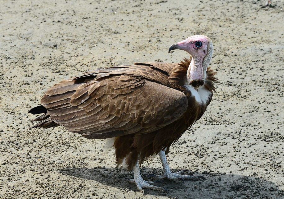 A hooded vulture perched on a tree branch