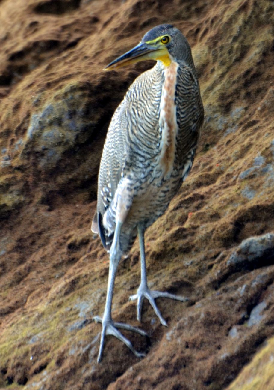 A Bare-throated Tiger Heron bird standing in the water