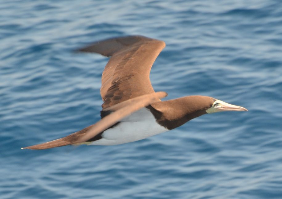 A brown booby bird perched on a rock