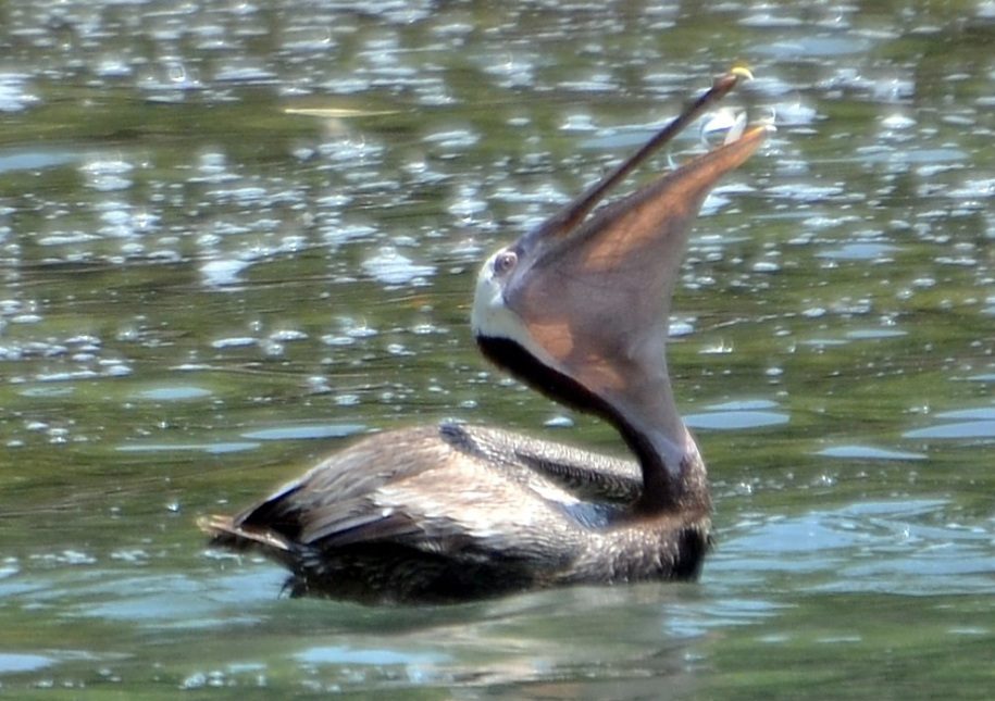 A brown pelican bird in the water