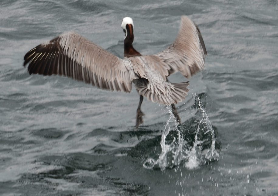 A brown pelican bird on the water