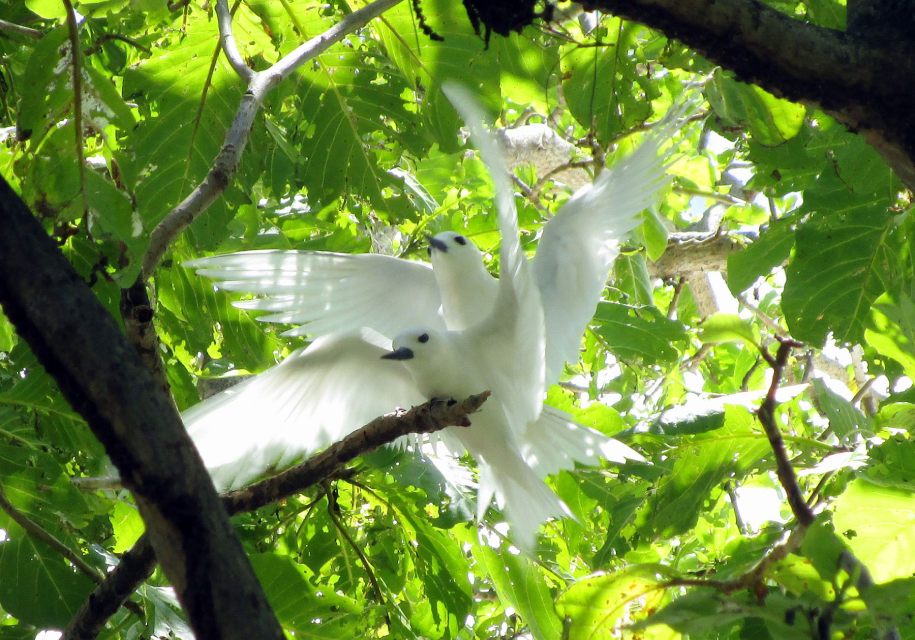 Two white paradise birds in a tropical forest