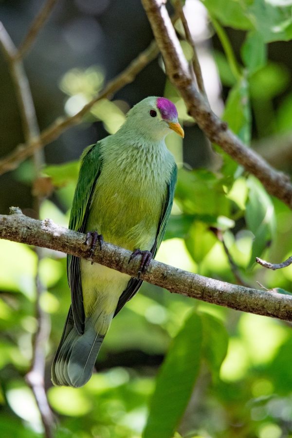 A Fruit Dove bird perched on a branch