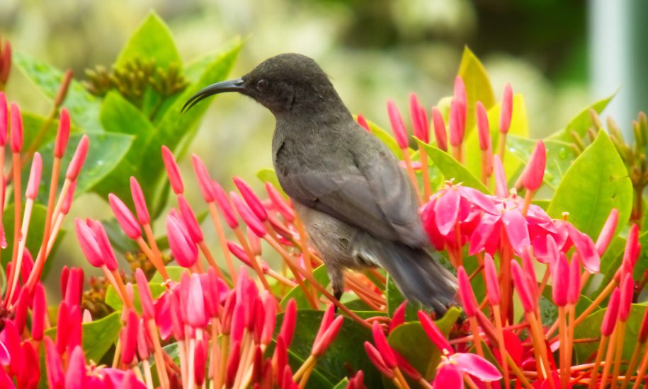A sunbird perched on a branch