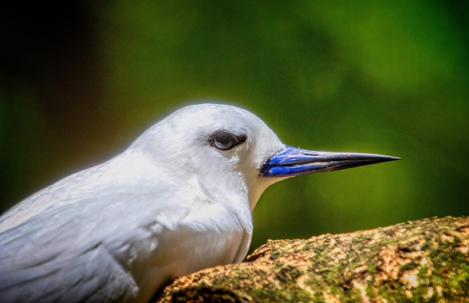 An Opal Stern bird perched on a branch