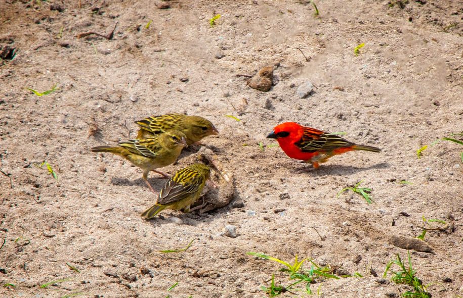 Three female birds and a red cardinal fody brid