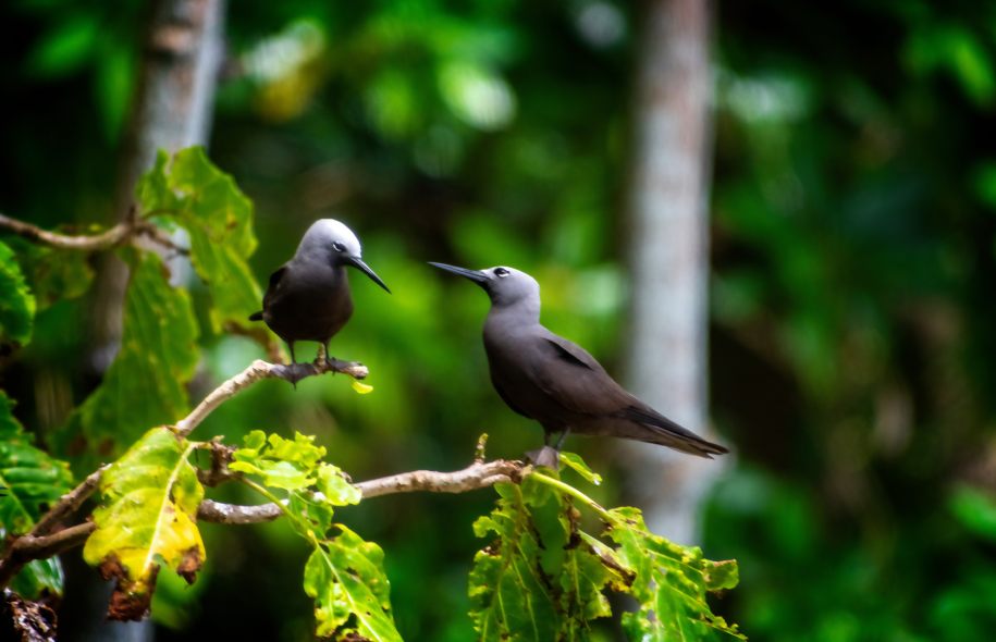 A group of noddy birds perched on a tree branch