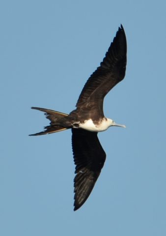 A Magnificent Frigate bird in flight