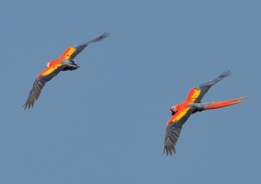 A pair of Scarlet Macaws perched on a tree branch