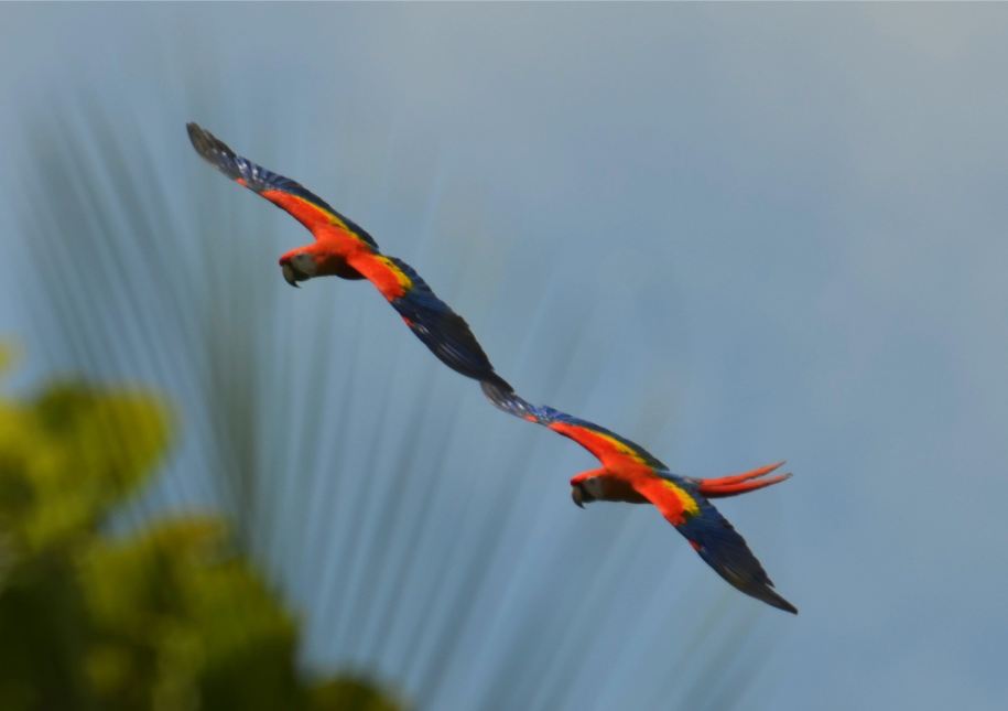 Scarlet Macaws in flight over a beach