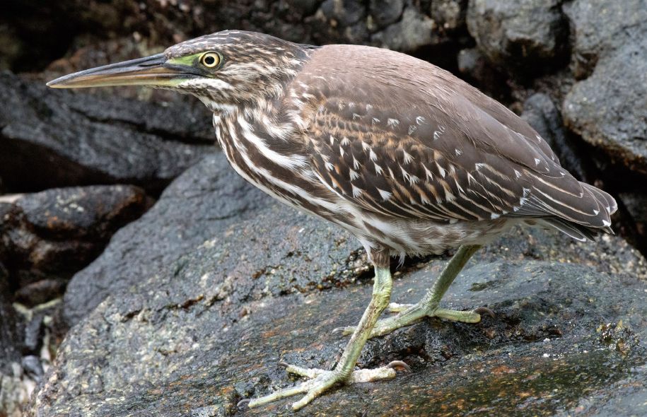 A green-backed heron standing in shallow water