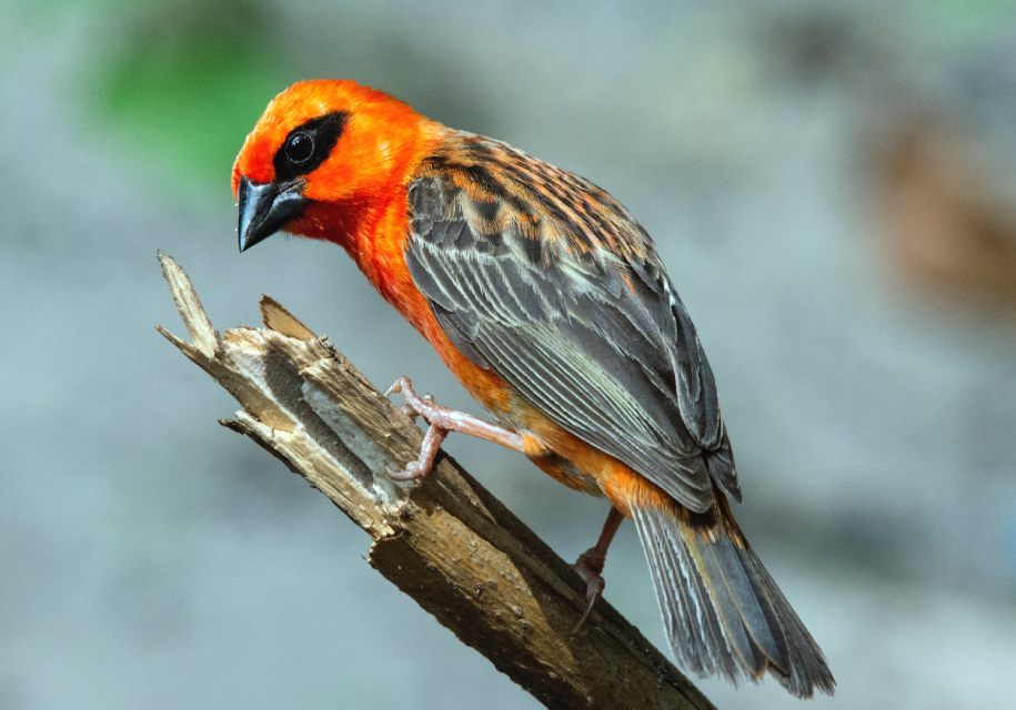 A red fody bird perched on a tree branch in Madagascar