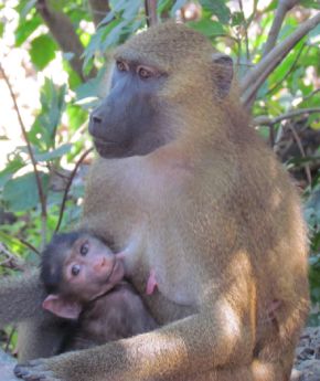 A monkey holding her baby