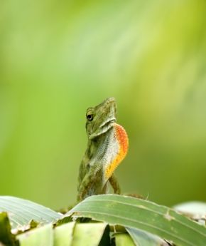 A lizard sitting on a branch with a green background