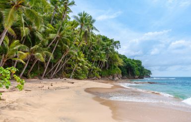 Sandy beach with a tropical forest in the background