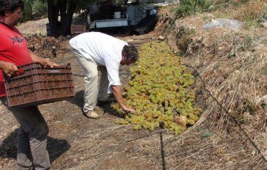 Tim Liastos, a renowned winemaker in Samos, Greece, showing his vineyard to guests of Variety Cruises