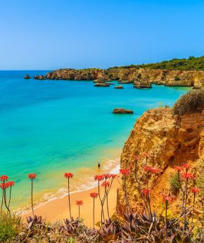 Colorful tropical flowers on Praia Beach in Cape Verde