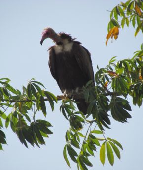 A vulture sitting on a bench