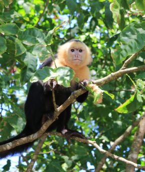 A capuchin monkey on a tree