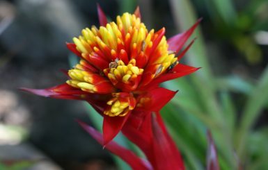 Tropical flower