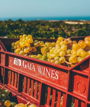 Gaia Wines, a renowned winery in Santorini, Greece, part of Variety Cruises' wine-themed cruises