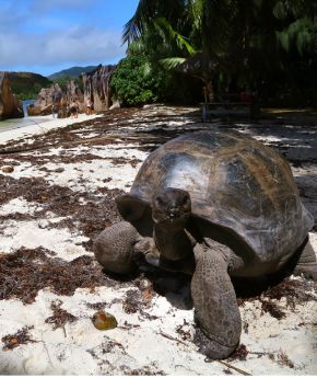 A sea turtle on a beach