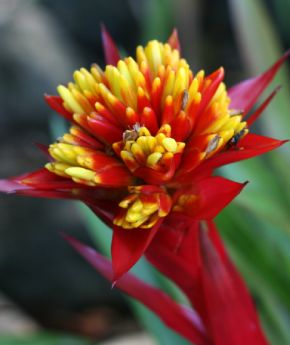 Tropical flower