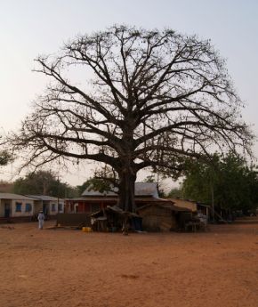 Tree in a traditional village in Africa