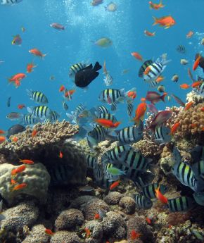 A vibrant underwater view of the Red Sea