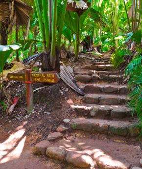 Palm trees in the lush and tropical Vallee de Mai, Seychelles