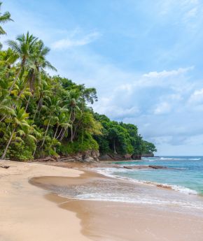 Sandy beach with a tropical forest in the background
