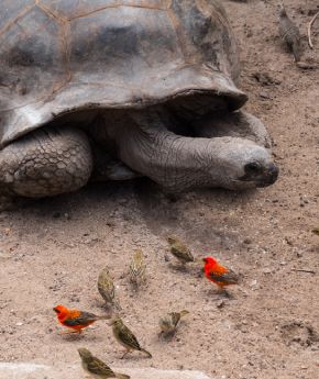 Sea turtle at a sandy beach