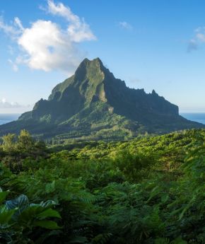 View to a forest of a tropical island