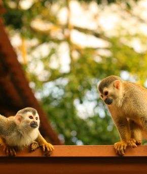 Two monkeys in Costa Rica