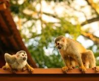Monkeys in Costa Rica with Variety Cruises