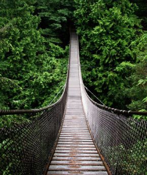 Bridge in a tropical forest