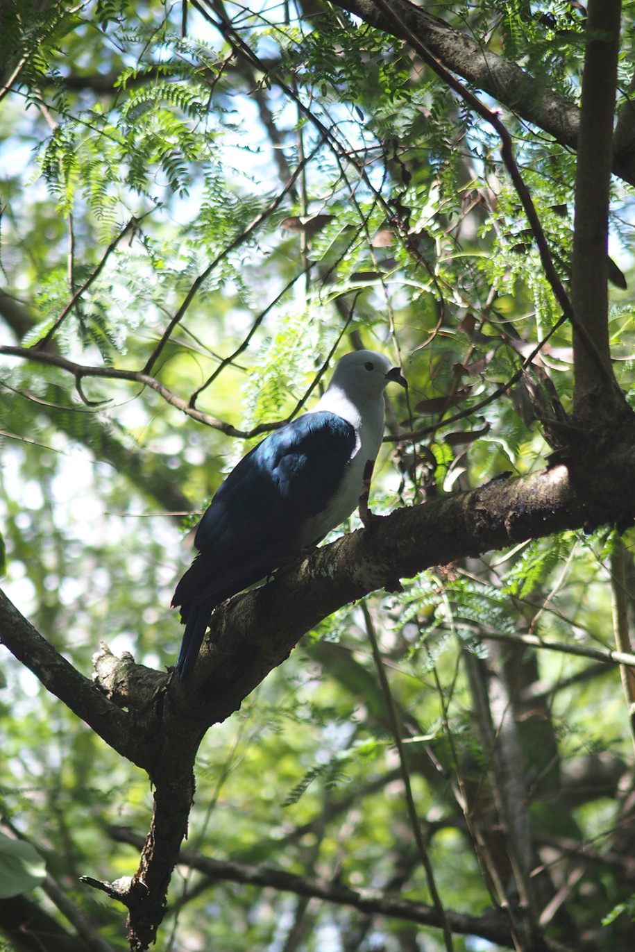 A close-up of a bird perched on a branch on Makatea island, French Polynesia