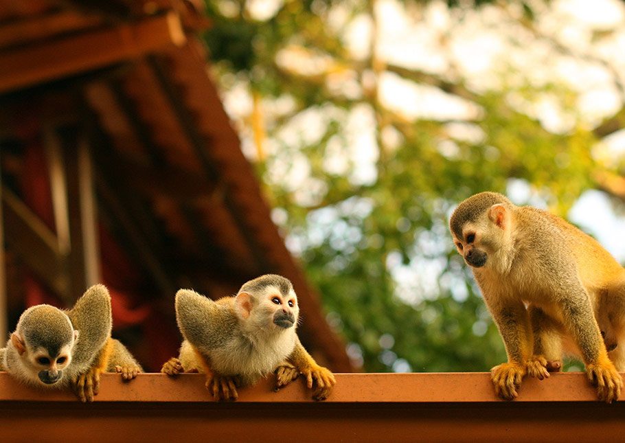 Monkeys in Costa Rica with Variety Cruises
