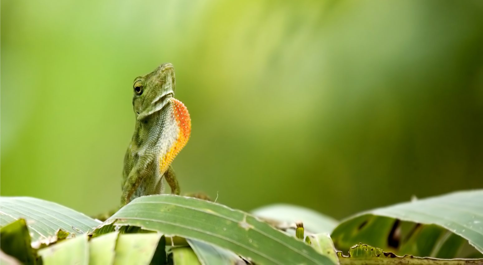 A lizard sitting on a branch with a green background