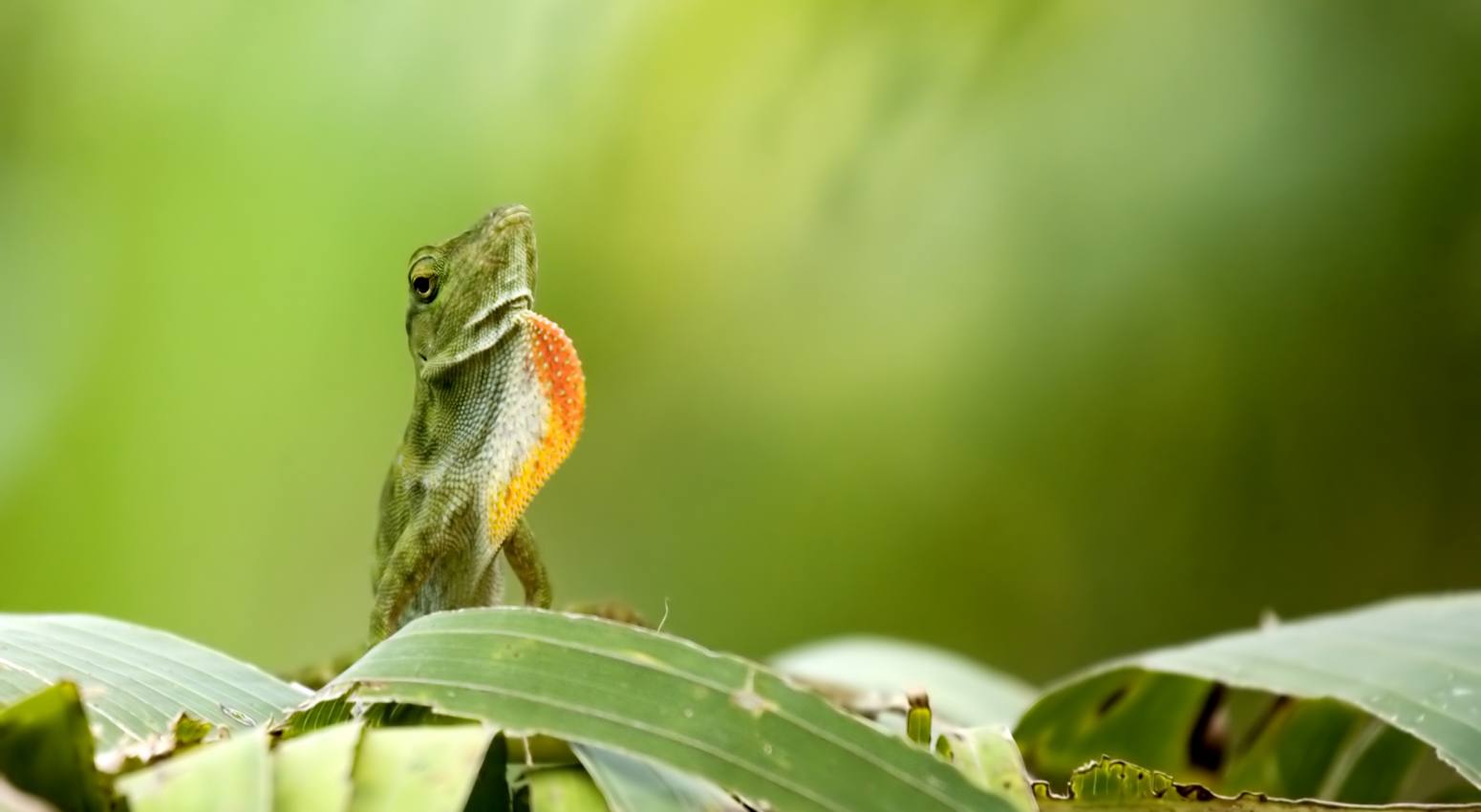 Close-up of a ctenosaur lizard in Costa Rica