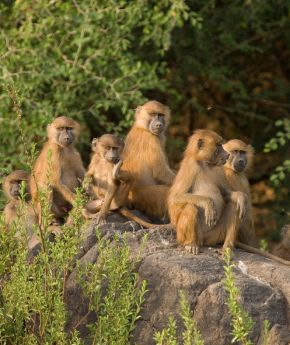 Monkeys in Costa Rica with Variety Cruises