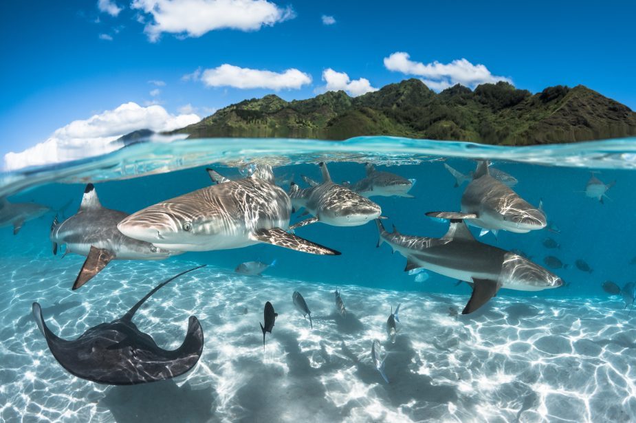 Underwater sea life with sharks in turquoise waters
