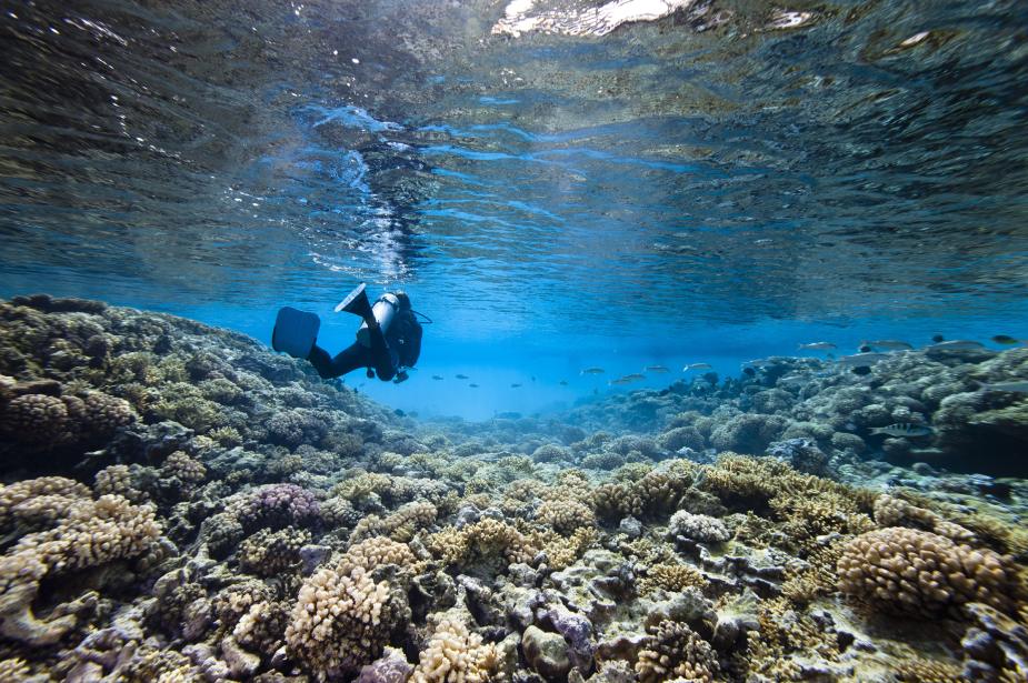 Underwater photo of a man scuba diving in the turquoise waters