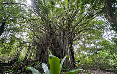 Trees in a tropical forest