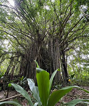 Trees in a tropical forest