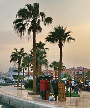 A view of a beach with palm trees and mountains in the background
