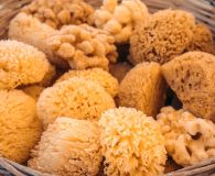 Discover the charming island of Kalymnos on a Variety Cruises trip, photo of sea sponges