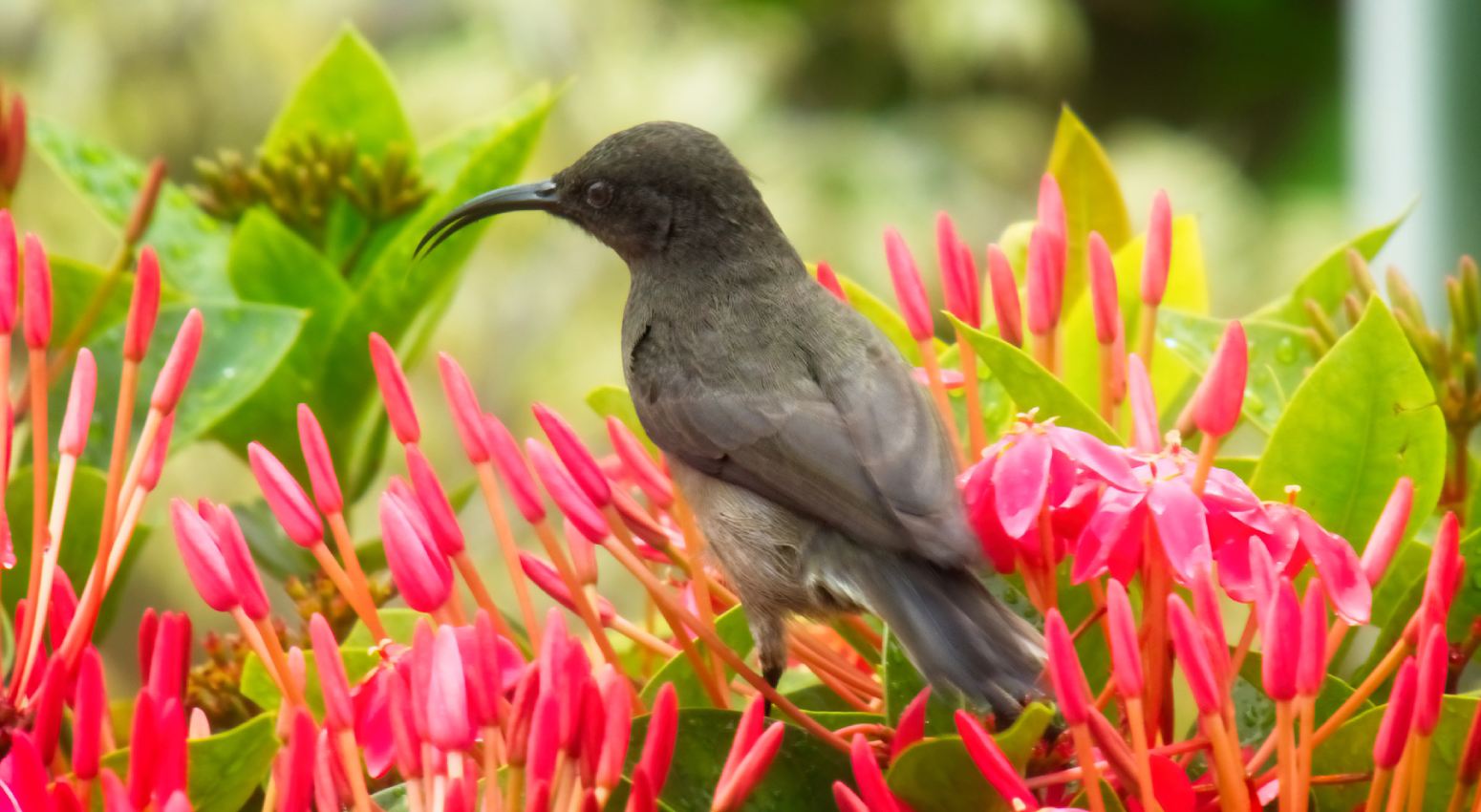 A sunbird perched on a branch